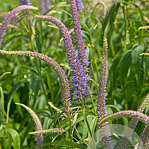 Veronicastrum virg. 'Temptation' GM P9