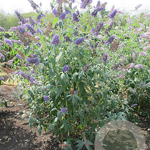 Buddleja d. 'Ellen's Blue' 40-50 cm 5,0L