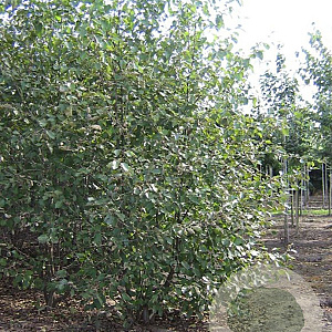 Alnus glutinosa 350-400 cm draadkluit meerstammig