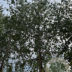 Betula pendula 18-20 HO draadkluit