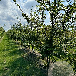 Carpinus betulus 250-300 cm draadkluit meerstammig