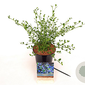 Ceanothus impressus 'Victoria' 40-60 cm 2,0L