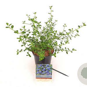 Ceanothus thyrsiflorus repens 40-60 cm 2,0L