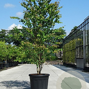 Cercidiphyllum japonicum 250-300 cm container meerstammig