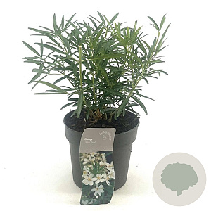 Choisya 'Aztec Pearl' 20-25 cm 2,0L