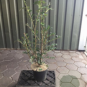 Euonymus alatus 80-100 cm 7,5L