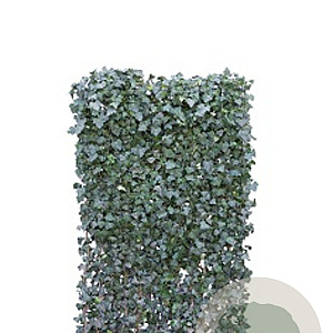 Hedera hel. 'Woerner' 120X220 Mobilane 1-11 stuks