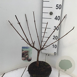 Viburnum carlcephalum 50-60 cm 5,0L