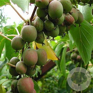 Actinidia a. 'Bayern' 70 cm 7,5L