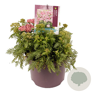 Achillea m. Milly Rock Rose GM C5
