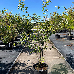 Amelanchier lamarckii 125-150 cm 35L