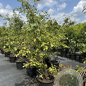 Amelanchier lamarckii 150-175 cm 30L