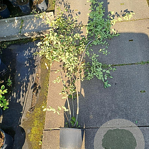 Amelanchier lamarckii 175-200 cm 30L
