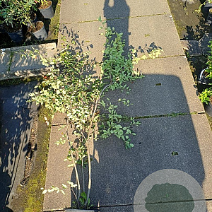 Amelanchier lamarckii 175-200 cm 30L