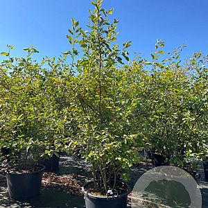 Amelanchier lamarckii 175-200 cm cont. 80L meerstammig extra