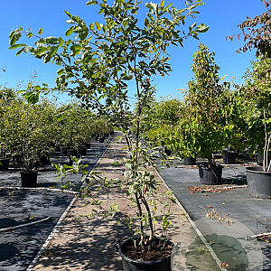 Amelanchier lamarckii 200-225 cm 50L