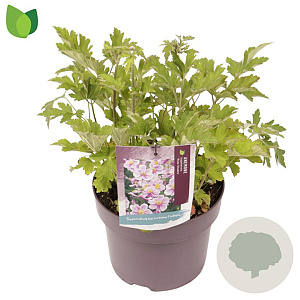 Anemone h. Rose Shades GM C5
