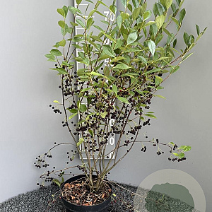 Aronia melanocarpa 'Hugin' 80-100 cm 5,0L