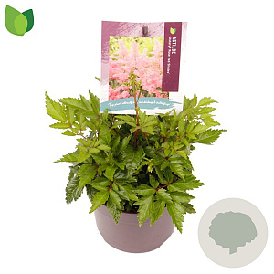 Astilbe (A) 'Astary Red' GM 2,0L