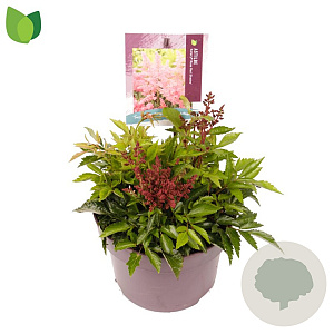 Astilbe (A) 'Astary Red' GM C5
