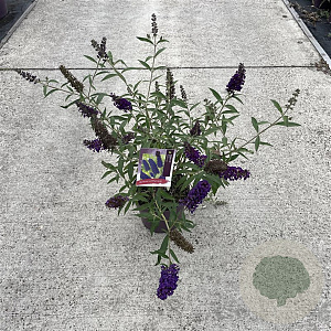 Buddleja d. 'Black Knight' 30-40 cm 3,0L