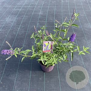 Buddleja d. 'Empire Blue' 30-40 cm 3,0L