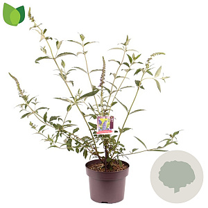 Buddleja d. 'Empire Blue' 50-60 cm 5,0L