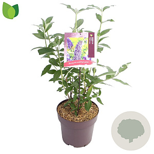 Buddleja d. 'Empire Blue' 50 cm 10L