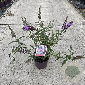 Buddleja d. 'Ile de France' 30-40 cm 3,0L