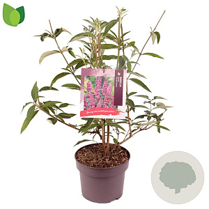Buddleja d. 'Ile de France' 40-50 cm 5,0L