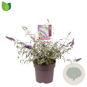 Buddleja d. 'Nanho Blue' 60-80 cm 10L