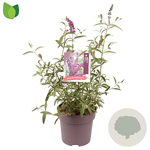 Buddleja d. 'Royal Red' 60-80 cm 10L