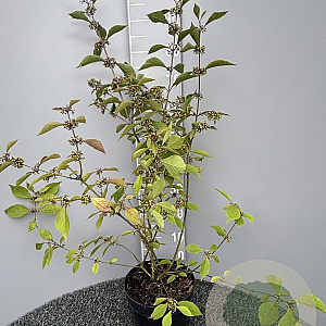 Callicarpa bod. 'Profusion' 80-100 cm 5,0L