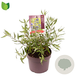 Caryopteris cland. 'Heavenly Blue' 30-35 cm 3,0L