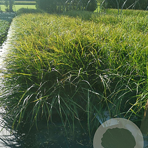 Carex morrowii GM P9