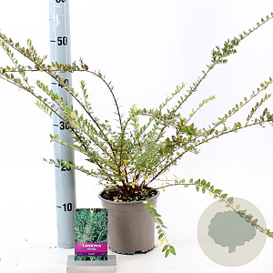 Lonicera nit. 'Elegant' 20-30 cm C1.5