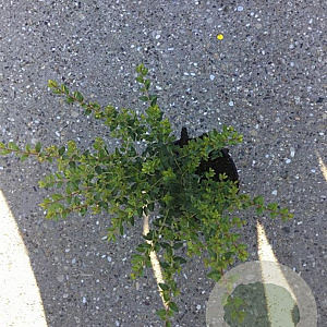 Lonicera nit. 'Elegant' 20-30 cm C1.5