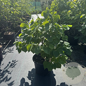 Cercis chinensis 'Avondale' 60-80 cm 15L