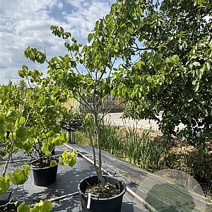 Cercis chinensis 'Shirobana' 175-200 cm cont. 80L meerstammig