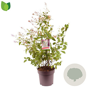 Ceanothus del. 'Gloire de Versaille 60-80 cm 10L