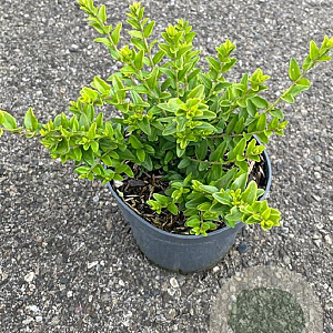 Lonicera nit. 'Maigrün' 20-30 cm C1.5