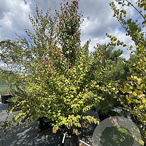 Cercidiphyllum japonicum 275-300 cm 50L meerstammig