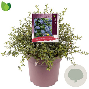 Ceanothus thyrsiflorus repens 30-40 cm 10L