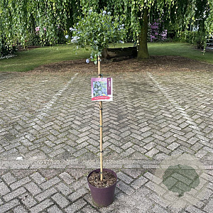 Ceanothus thyrsiflorus repens 90 cm stam 10L