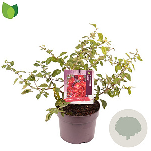 Chaenomeles sup. 'Nicoline' 30-40 cm 3,0L