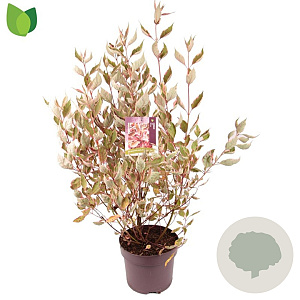 Cornus alba Miracle 60-80 cm 7,5L
