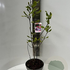 Magnolia 'Genie' 60-80 cm 5,0L
