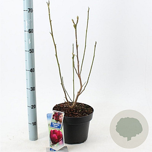 Magnolia 'Genie' 60-80 cm 5,0L