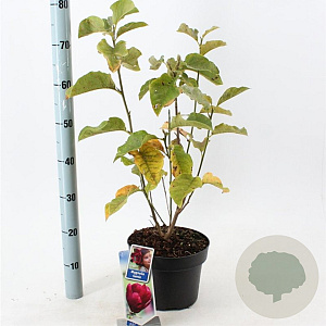 Magnolia 'Genie' 60-80 cm 5,0L