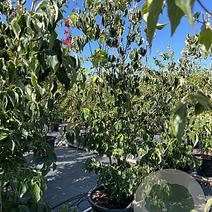 Cornus Aurora 200-225 cm cont. 80L meerstammig